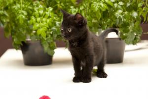 ¿ Por qué esterilizar? ¿ Por qué esterilizar?